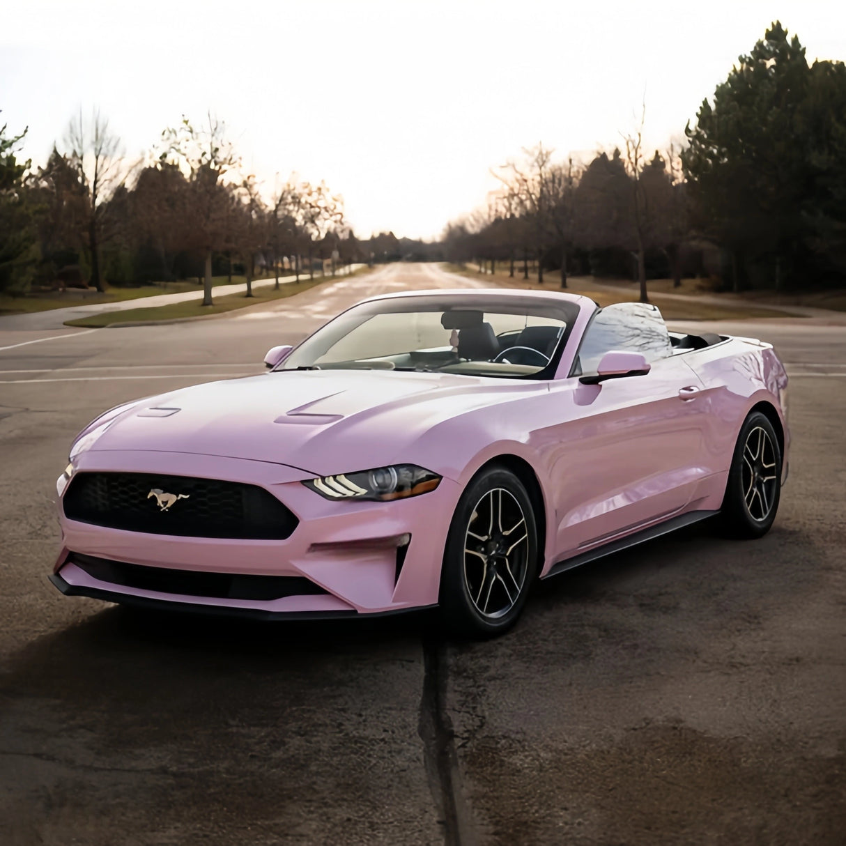 Baby  Pink